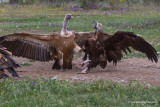 lotta grifone avvoltoio monaco