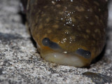 Grumpy slug