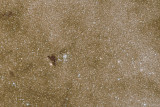 Dark gecko on starry sand