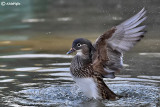 Anatra mandarina-Mandarin Duck (Aix galericulata)