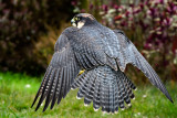 Peregrine/lanner falcon hybrid (2235)