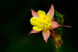 Lemon and strawberry aquilegia, Stourhead