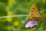 Silver washed fritillary, near Guadalupe