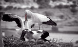 Stork feeding its young, Trujillo