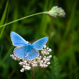 Silver studded blue