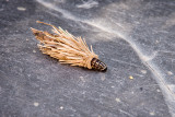 Bagworm moth caterpillar!