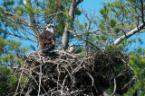 Adult osprey with juvenile