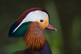 Mandarin duck, Ninesprings