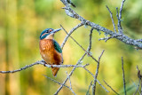 Kingfisher, Ham Wall