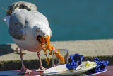 Seagull scavenging, Salcombe (3021)