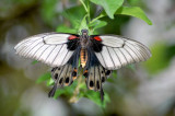 Butterfly 01 ~ Buckfastleigh