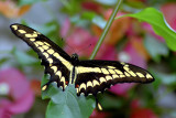 Butterfly 02 ~ Buckfastleigh