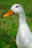 White duck, Rural Life Museum (2255)