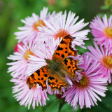 My first ever comma, Tintinhull Gardens, Somerset