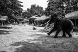 Elephant Camp