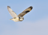 _NW86607 Short Eared Owl in Flight.jpg