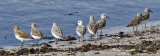 Sanderlings, prealternate