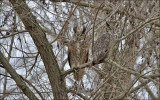 Great Horned Owls, Pacific (left) with Southwest subsp