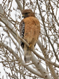 Red-shouldered Hawk, adult