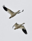 Rosss Geese, adults