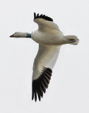 Ross's Goose, banded adult