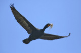 Double-crested Cormorant, alternate