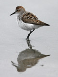 Western Sandpiper, alternate