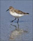 Sanderling, alternate male