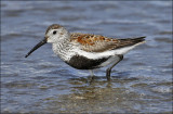 Dunlin, alternate