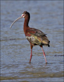 White-faced Ibis (2 of 2)