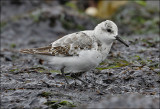 Sanderling, pre basic adult