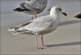 Presumed Glaucous-winged x Herring Gull hybrid, 1st cycle (1 of 2)