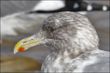 Glaucous-winged x Herring Gull hybrid, non breeding adult (2 of 2)