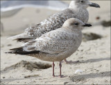 Thayers Iceland Gull, 1st cycle with juv. Glaucous-winged Gull