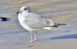 Thayers Iceland Gull, cycle 3