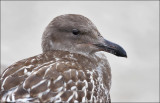 Western Gull, juvenile