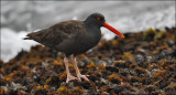 Black Oystercateher (2 of 3)