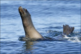 California Sea Lion