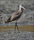 Marbled godwit, basic (2 of 2)