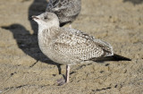 Herring Gull, 1st cycle