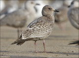 Thayers Iceland Gull, juvenile