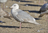 Glaucous-winged Gull, cy 2 (2 of 2)