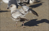 Thayers Iceland Gull, 1st cycle showing some post juv. scap. molt (3 of 3)