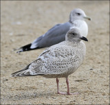 Thayers Iceland Gull, 1st cycle