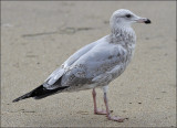 Herring gull, 2nd cycle