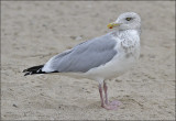Herring Gull, winter adult