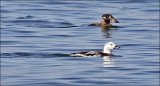 Long-tailed Duck, 1st winter with Surf Scoter