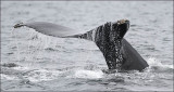 Humpback Whale