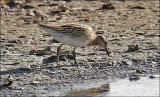 Sharp-tailed Sandpipere, juvenile (2 of 3)