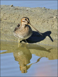 Wilson's Snipe